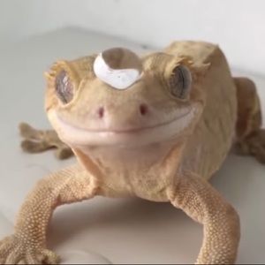 Meet your Posher, Maya